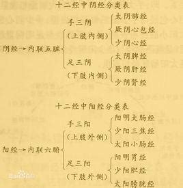 中脈位置|中脈(葉片中央的一片主脈):人體中脈,重要性,所經路線,頂輪,眉間輪…